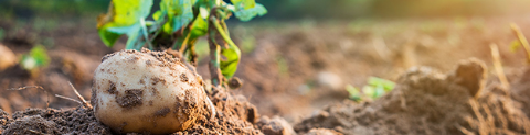 potatoes in ground